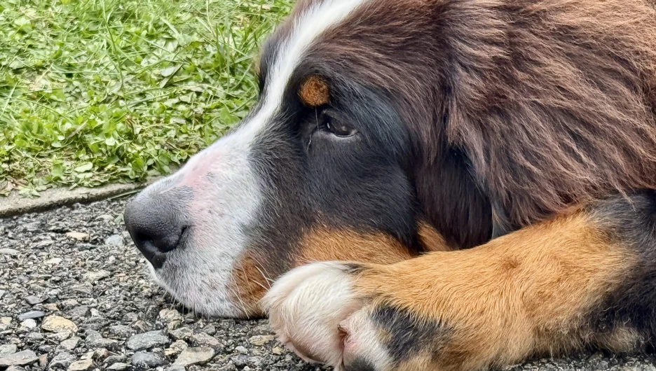 Выставка собак всех пород «Азия Осень 2025»