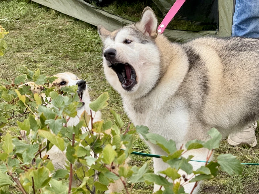 Выставка собак всех пород «Азия Осень 2025»