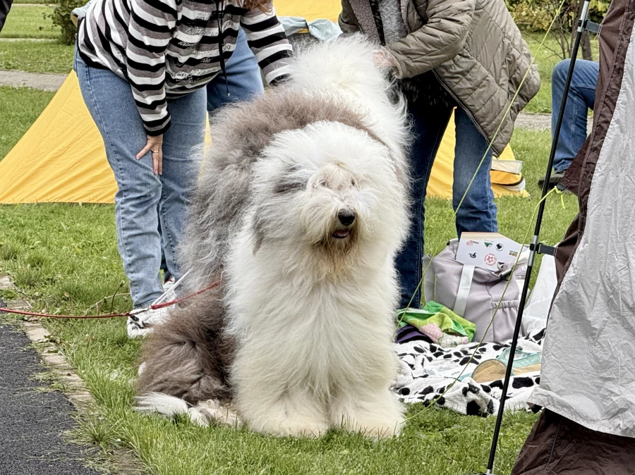 Выставка собак всех пород «Азия Осень 2025»