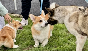 Выставка собак всех пород «Азия Осень 2025»