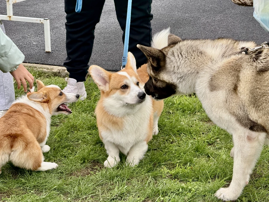 Выставка собак всех пород «Азия Осень 2025»