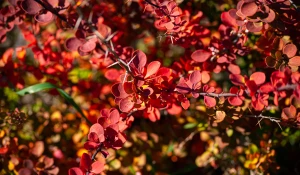 Барнаульский дендрарий, 2025 год.