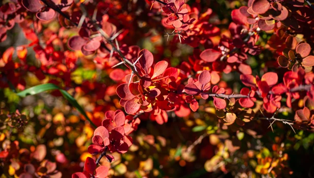 Барнаульский дендрарий, 2025 год.