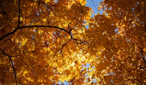 Барнаульский дендрарий, 2025 год.