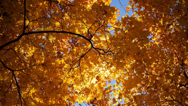 Барнаульский дендрарий, 2025 год.