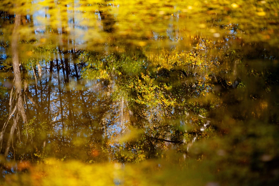 Барнаульский дендрарий, 2025 год.