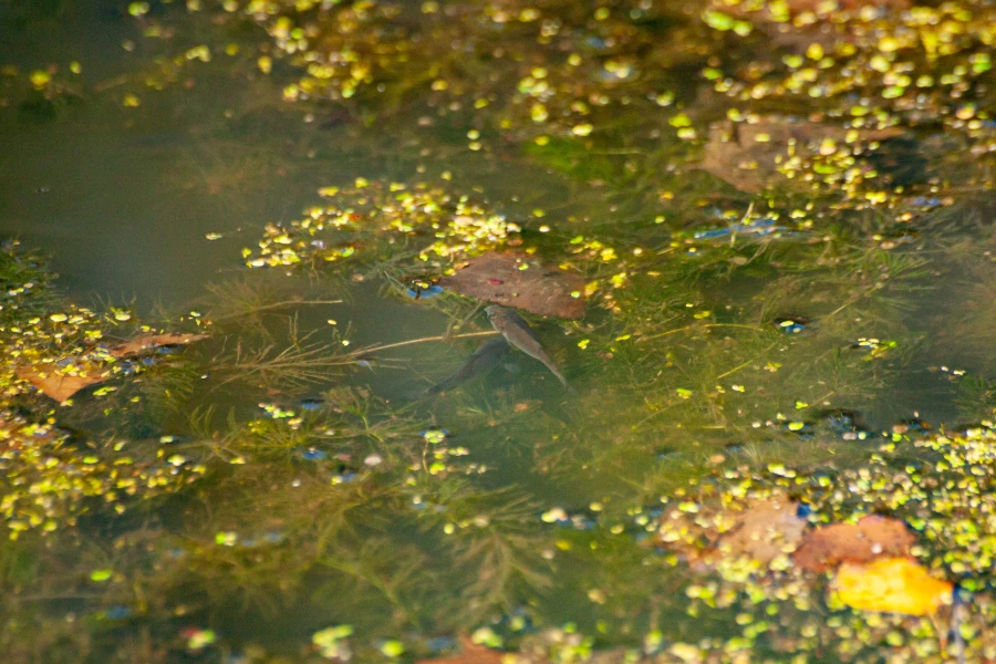 Барнаульский дендрарий, 2025 год.