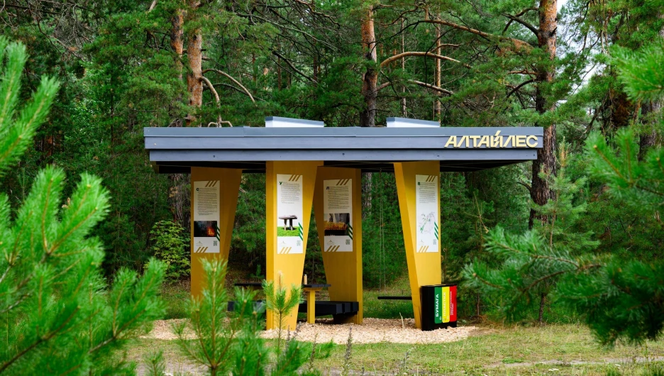 Современное место отдыха на кроме ленточного бора в Павловске.