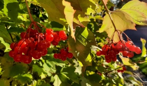 Бабье лето.