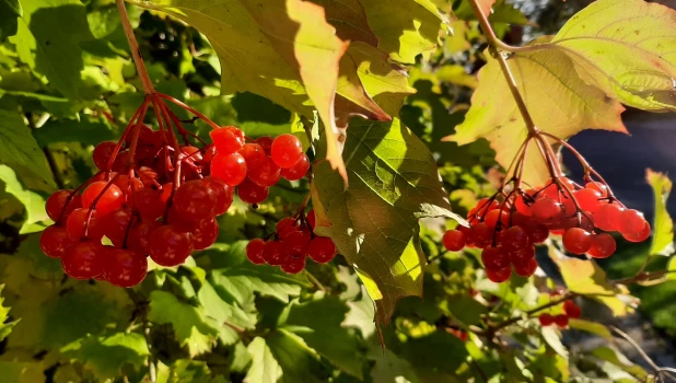 Бабье лето.