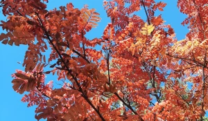 Бабье лето.