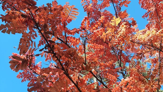 Бабье лето.