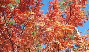 Бабье лето.