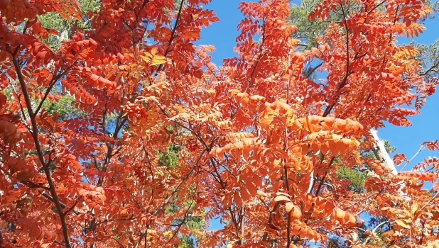 Бабье лето.