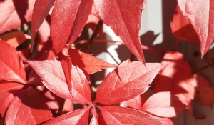 Бабье лето.