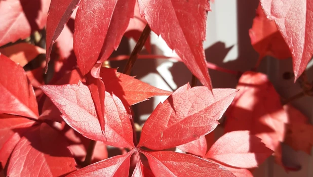 Бабье лето.