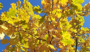 Бабье лето.