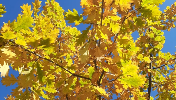 Бабье лето.