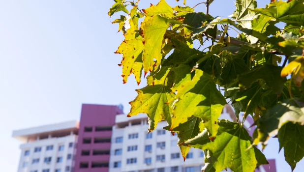 Осень в Барнауле. Природа