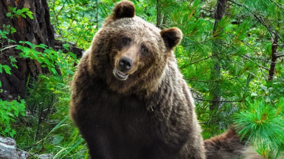 Медведи в Алтайском заповеднике.