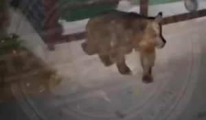 Медведи терроризируют жителей Сочи и нападают на прохожих. 