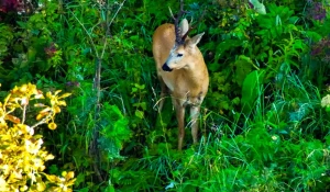 Брачная пара косуль в Алтайском заповеднике.