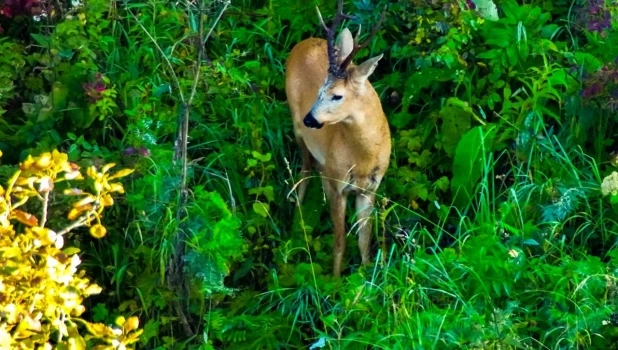 Брачная пара косуль в Алтайском заповеднике.