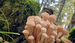 Второй слой опят в Алтайском крае.