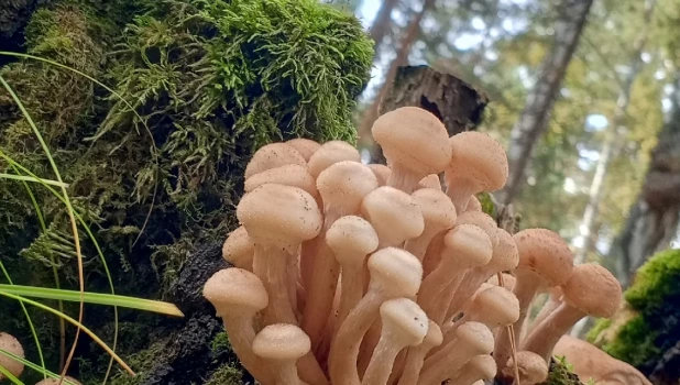 Второй слой опят в Алтайском крае.