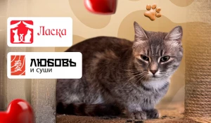 Компания «Любовь и суши» оказывает помощь приюту «Ласка».