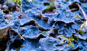 В Алтайском заповеднике показали красоту «микрокосмоса» под ногами.