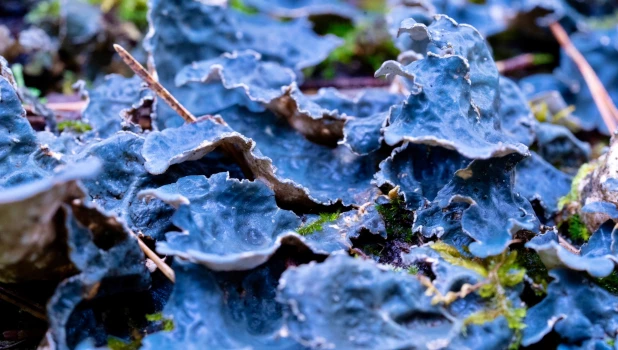 В Алтайском заповеднике показали красоту «микрокосмоса» под ногами.