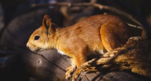 Алтайская белка-телеутка в Крыму, 2025 год.