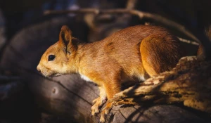 Алтайская белка-телеутка в Крыму, 2025 год.