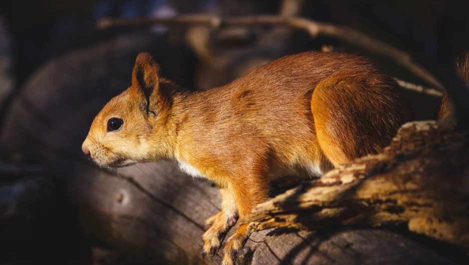 Алтайская белка-телеутка в Крыму, 2025 год.