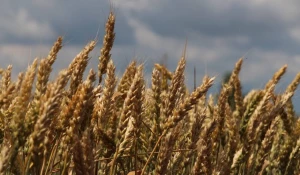 Уборочная 2025 года