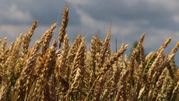 Уборочная 2025 года