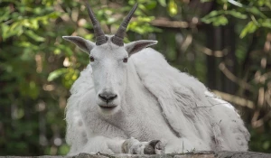 Снежная коза.