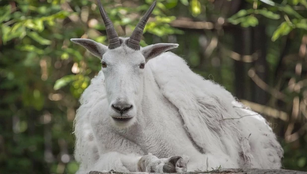 Снежная коза.