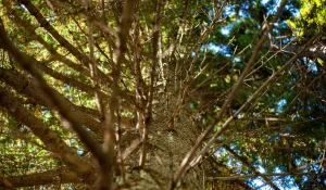 Барнаульский дендрарий, 2025 год.