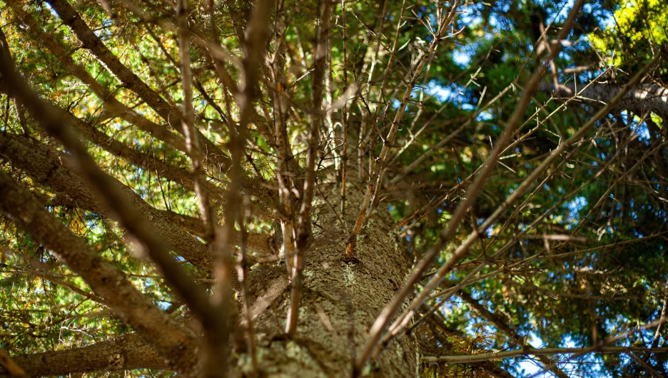 Барнаульский дендрарий, 2025 год.