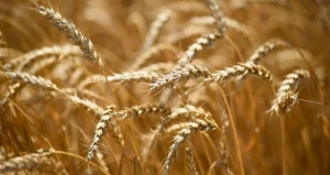Пшеница