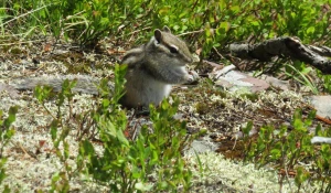 Тайга Алтайского заповедника.