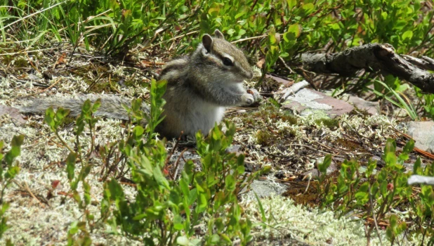 Тайга Алтайского заповедника.