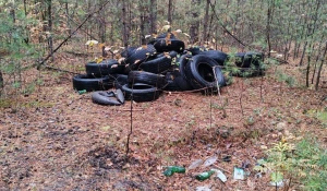 Барнаульцы нашли свалку с шинами в Ленточном бору.