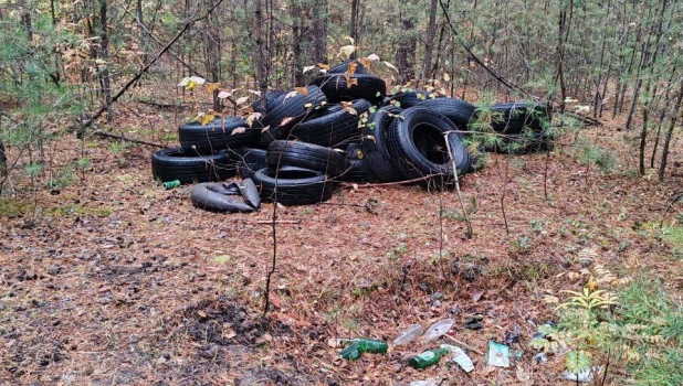 Барнаульцы нашли свалку с шинами в Ленточном бору.