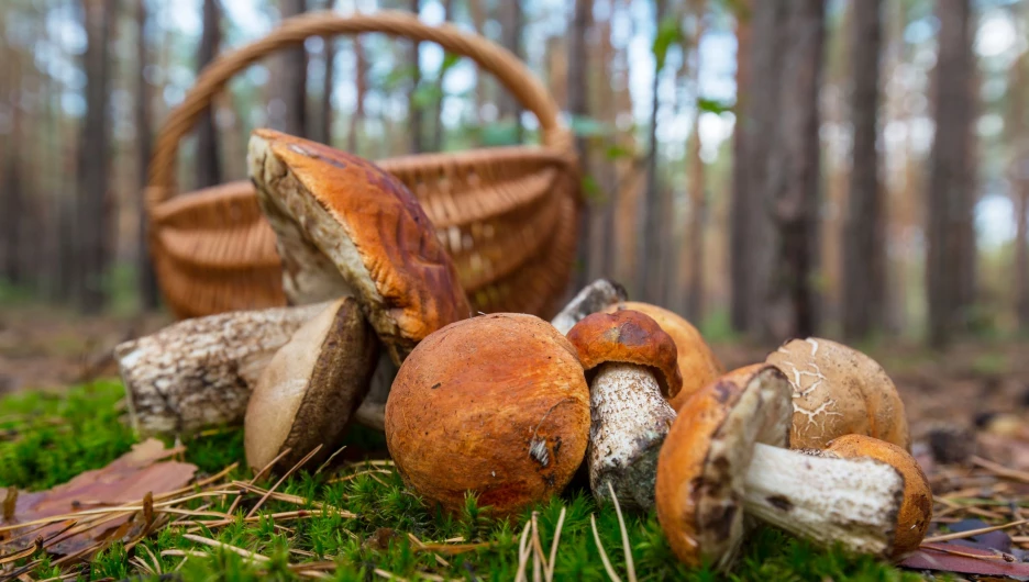 Грибы. Корзинка с грибами. Сбор грибов.