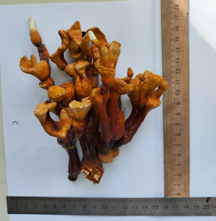 Грибы ганодерма. Наука