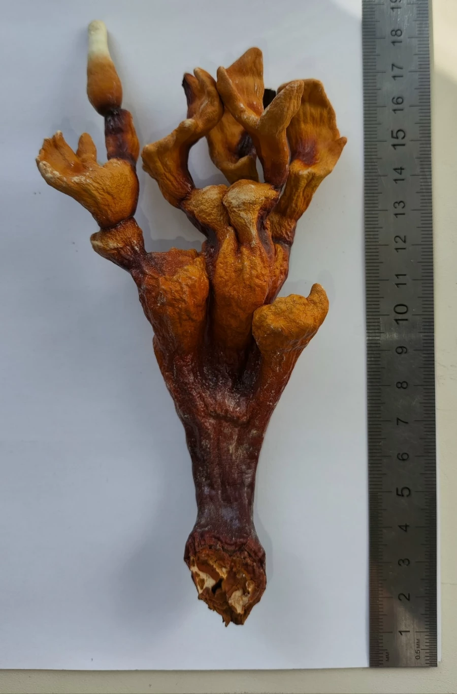 Грибы ганодерма. Наука