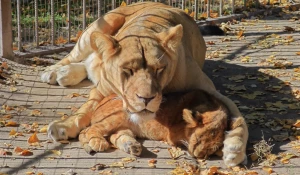 Львы в Барнаульском зоопарке.